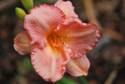 Hemerocallis hybr. - denivka - květ